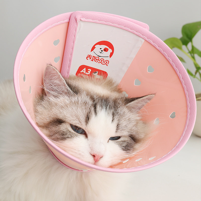 https://fulmo-img-server.com/poppuppy/3aa1dea3-57f9-494a-9490-b85e15018c87.jpg