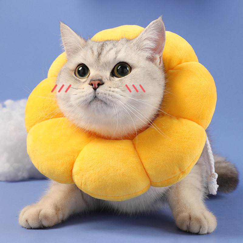 https://fulmo-img-server.com/poppuppy/40a4790a-4bac-4e57-bed3-5d8be0021bee.jpg