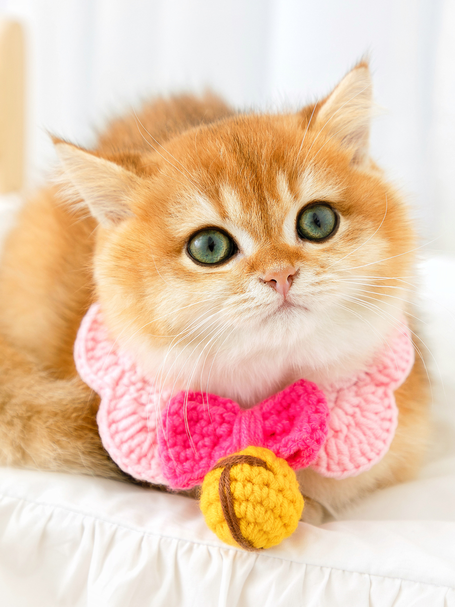 ペット用首輪 ねこちゃんのおめかし首輪