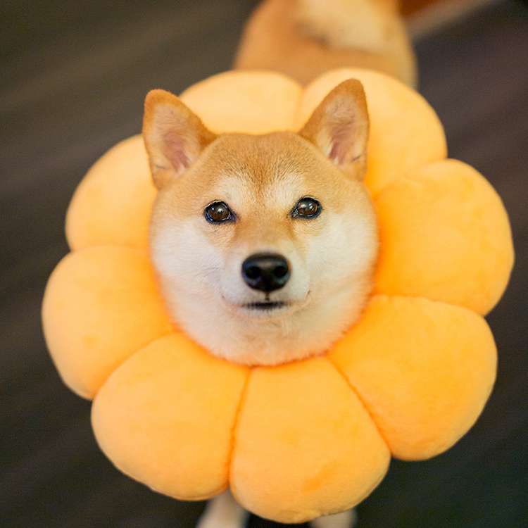 ペット用首輪  ふわふわお花のペット首輪