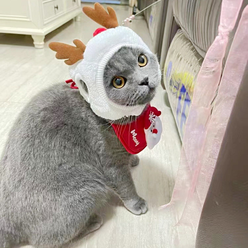 https://fulmo-img-server.com/poppuppy/4c0008ff-146f-4589-87f5-f812e13c24ea.jpg