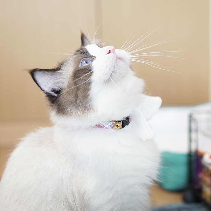 ペット用首輪 天使の翼 ねこ首輪