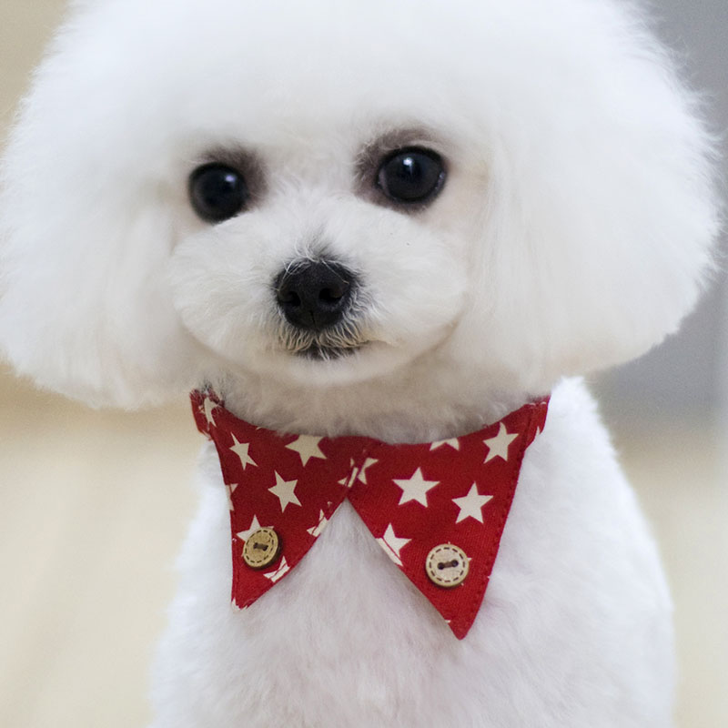 https://fulmo-img-server.com/poppuppy/5ce21b76-b633-47c4-b2cc-e8b3f7a692b6.jpg