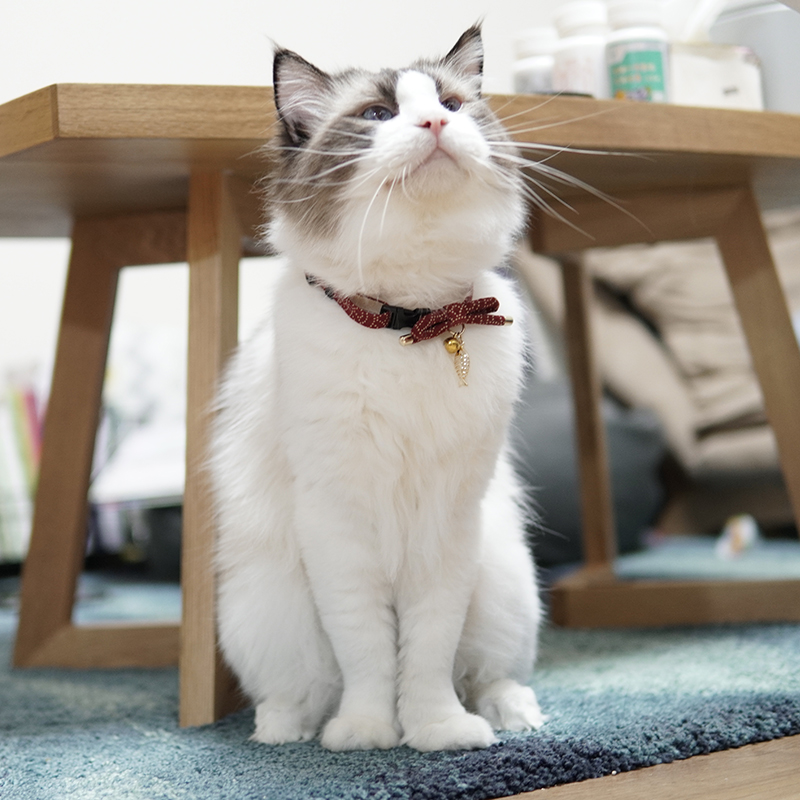 ペット用首輪 優雅なリボン飾り猫首輪