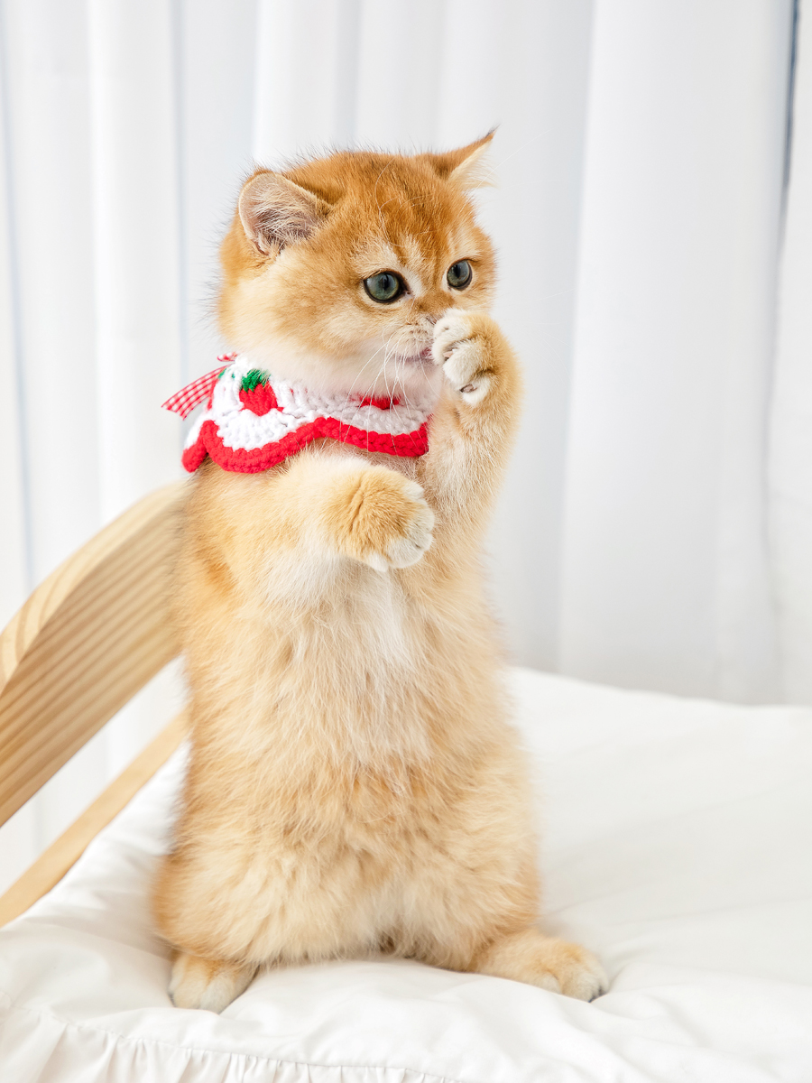 ペット用首輪 いちごレース付き猫用首輪