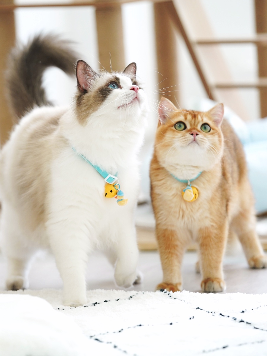 ペット用首輪 音色リンリン 猫の鈴付き首輪
