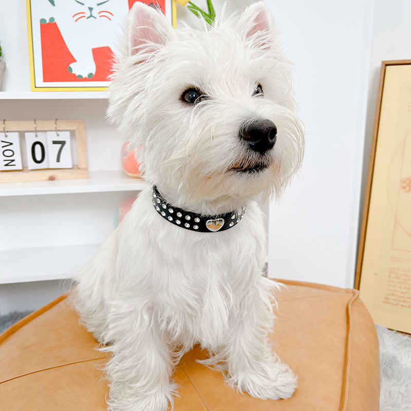 ペット用首輪 キラキラハート 愛犬首輪