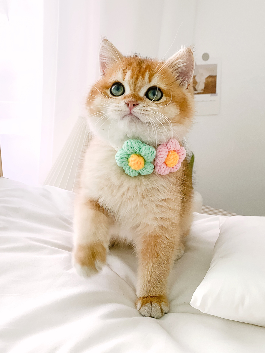 https://fulmo-img-server.com/poppuppy/75d87b37-a618-4029-bd79-84ec292b62d8.jpg