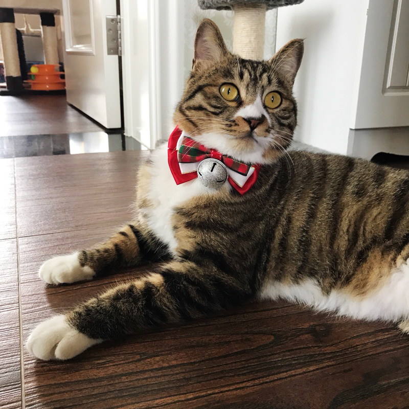 ペット用首輪 猫用クリスマスリボン鈴付き首輪