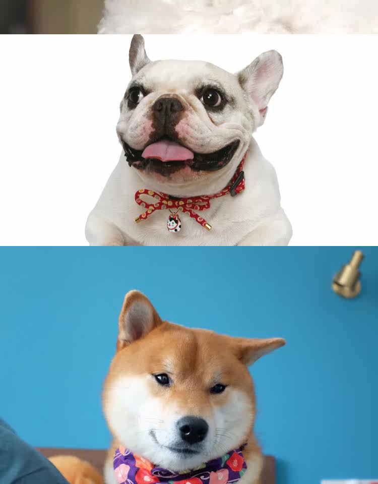 https://fulmo-img-server.com/poppuppy/792e1d6c-c341-484b-b9fb-4af6ea6f7087.jpg