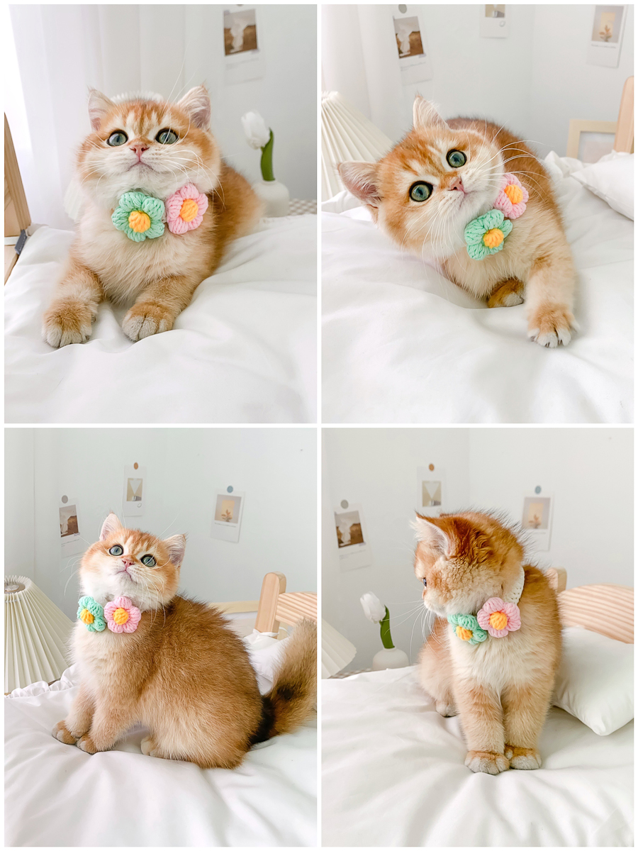 ペット用首輪 お花の贈り物 猫用首輪