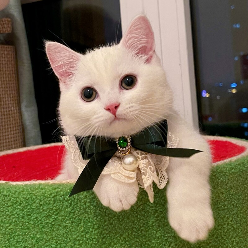 https://fulmo-img-server.com/poppuppy/802d5855-137b-4255-a255-aa883b014fa5.jpg
