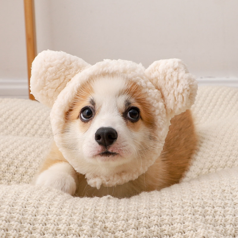 https://fulmo-img-server.com/poppuppy/81658ef5-2150-49f0-a557-47ff124e500a.jpg