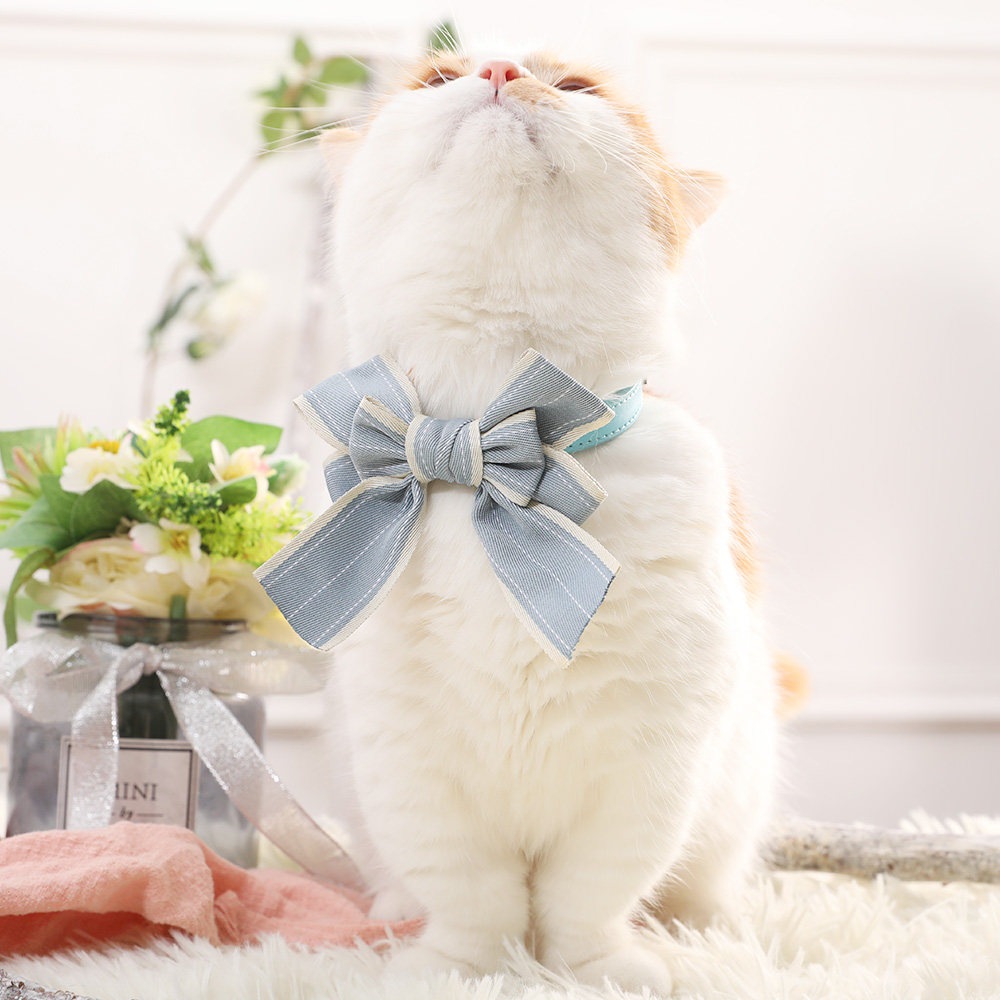 https://fulmo-img-server.com/poppuppy/8371fd39-764f-4a29-a0b7-ab2ecda53c1d.jpg
