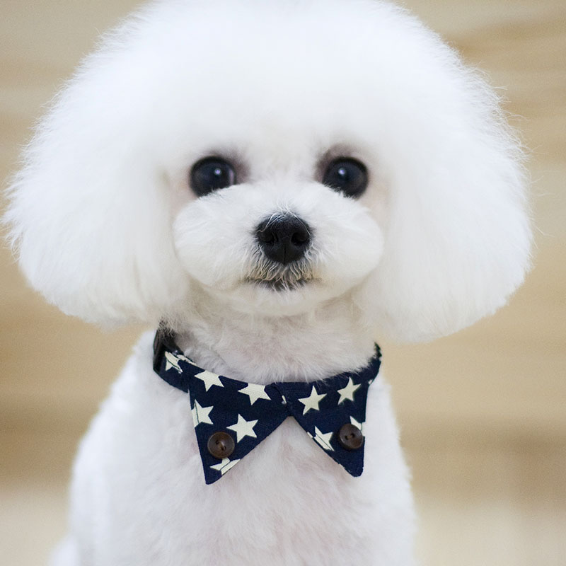 https://fulmo-img-server.com/poppuppy/84556da4-d006-44e0-a354-9a35f0fb53bd.jpg