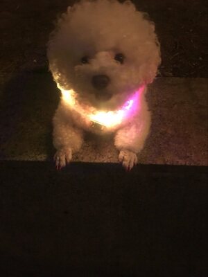 https://fulmo-img-server.com/poppuppy/8c0af0c1-757d-4293-a01a-c7c7ed39b0e6.jpg