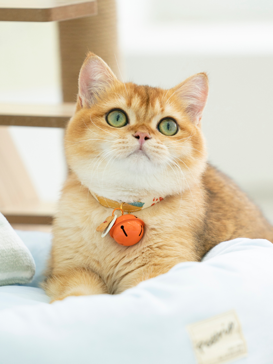 ペット用首輪 優雅な鈴付き首輪 猫の貴族