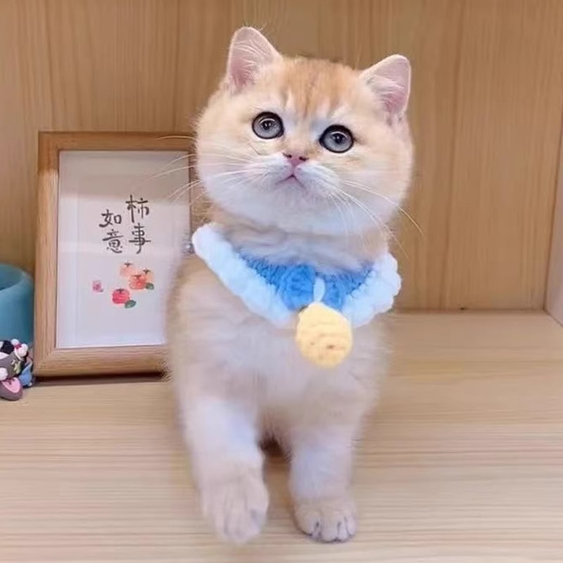 ペット用首輪 もこもこ鈴つき猫首輪