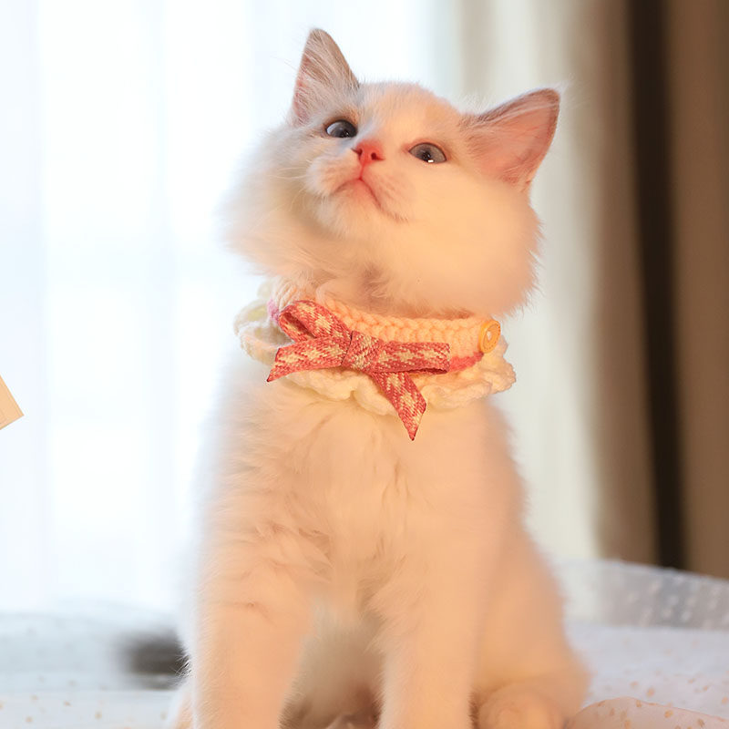 https://fulmo-img-server.com/poppuppy/9914b843-410c-43b8-aca8-cf316466d994.jpg