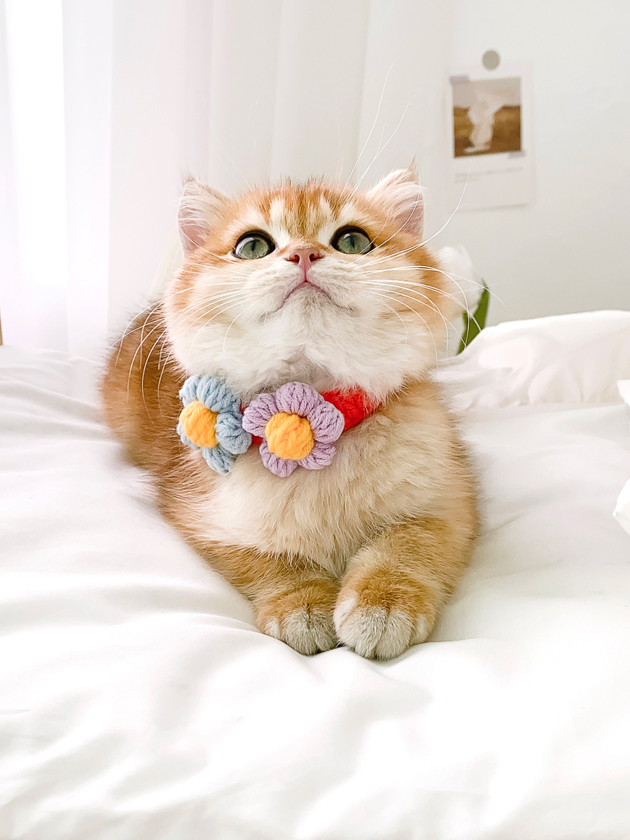 ペット用首輪 お花の贈り物 猫用首輪