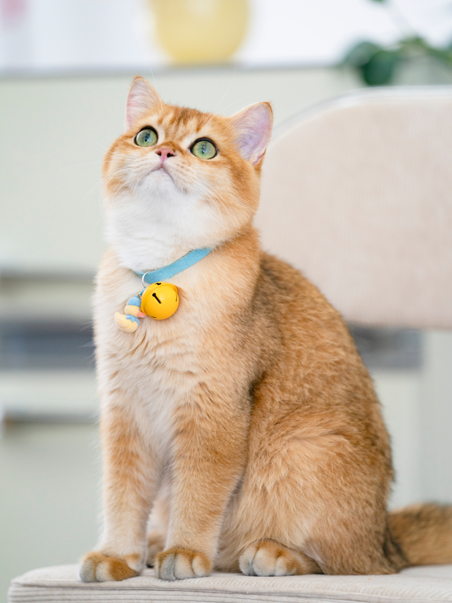 ペット用首輪 音色リンリン 猫の鈴付き首輪