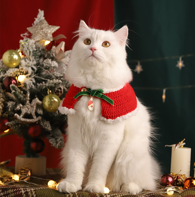 https://fulmo-img-server.com/poppuppy/a2331d31-5eaa-4c87-8e24-ffe5f8999f9f.jpg