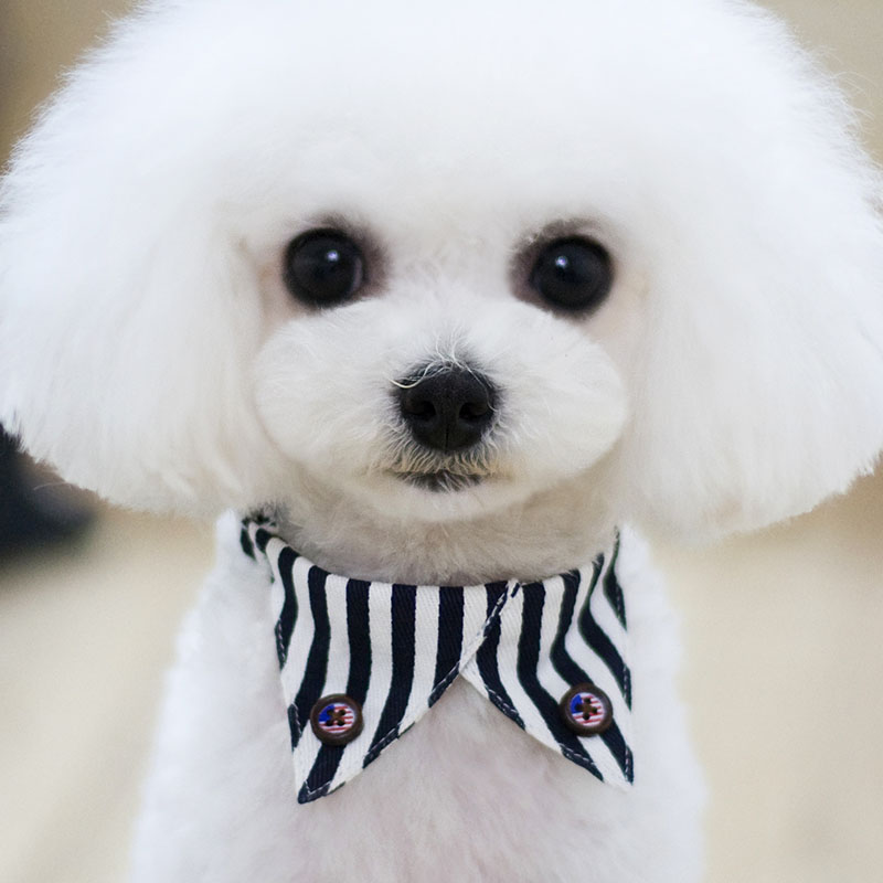 https://fulmo-img-server.com/poppuppy/a8c7a499-e262-445f-aa35-8b2061da0b71.jpg