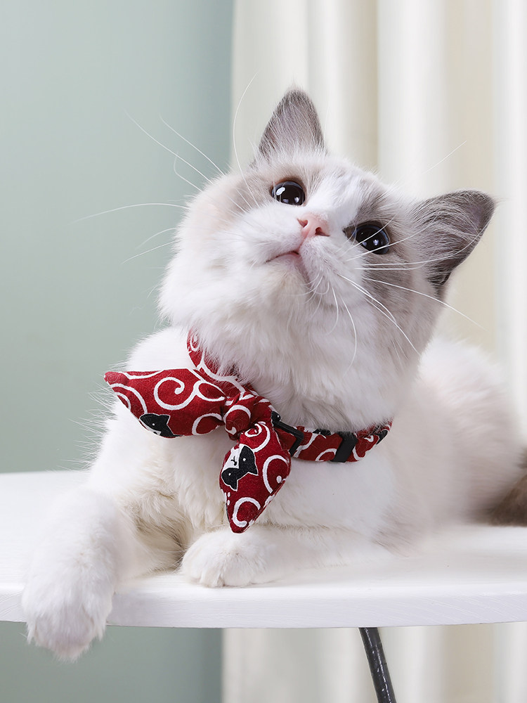 https://fulmo-img-server.com/poppuppy/c70564fe-6420-4ca9-bc7b-6376225bc697.jpg
