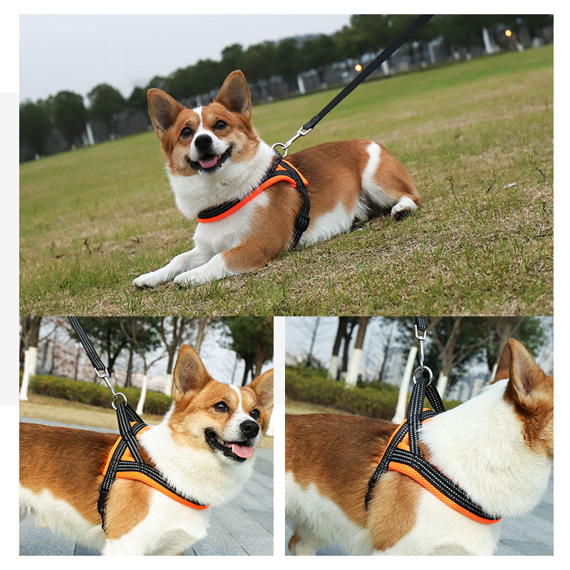 https://fulmo-img-server.com/poppuppy/dafc9ffe-f559-484a-97c4-bc4630029adf.jpg