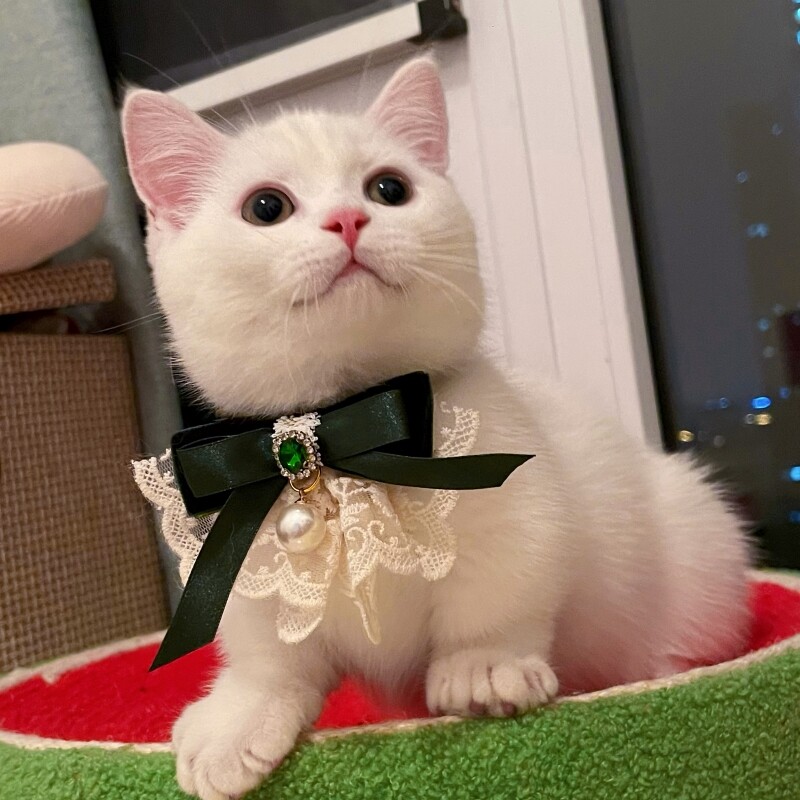 https://fulmo-img-server.com/poppuppy/e42a7150-75dd-4549-b86e-105d58cd5804.jpg