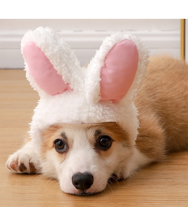 https://fulmo-img-server.com/poppuppy/e87d0294-e058-45e9-9897-bcee37d42227.jpg