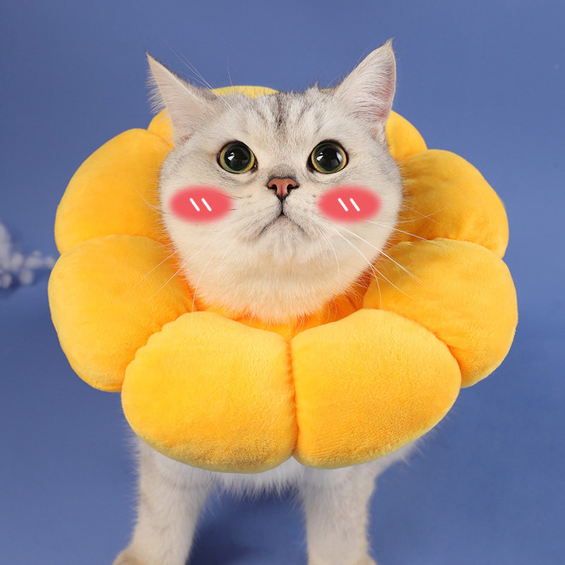https://fulmo-img-server.com/poppuppy/eaaea6cb-8e8b-4974-bd50-fb63fc69a386.jpg