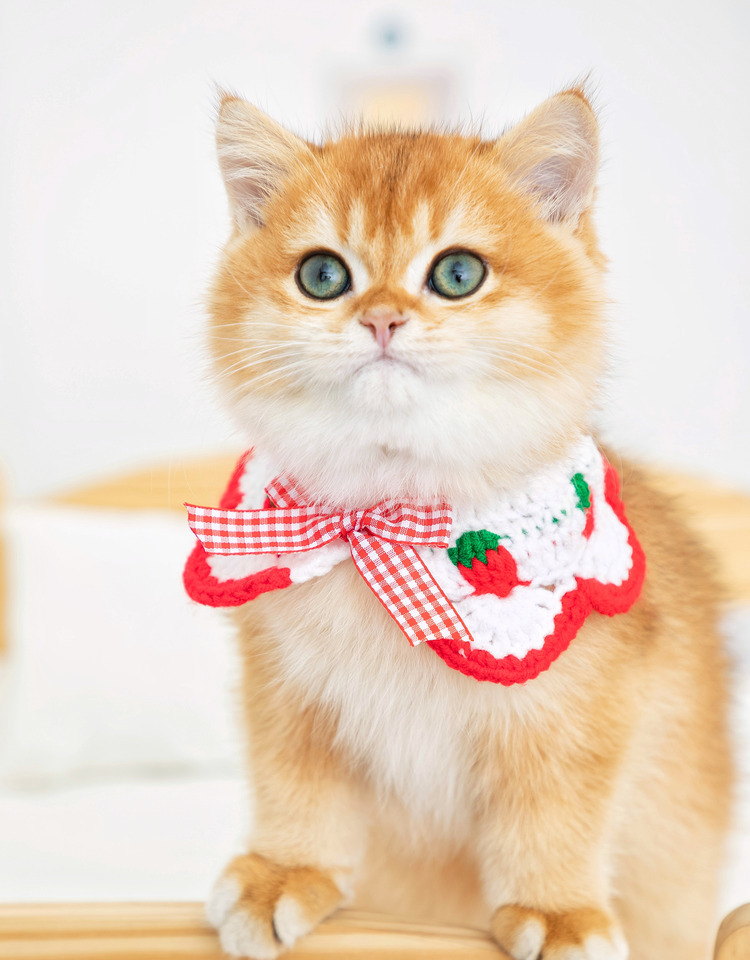 ペット用首輪 いちごレース付き猫用首輪