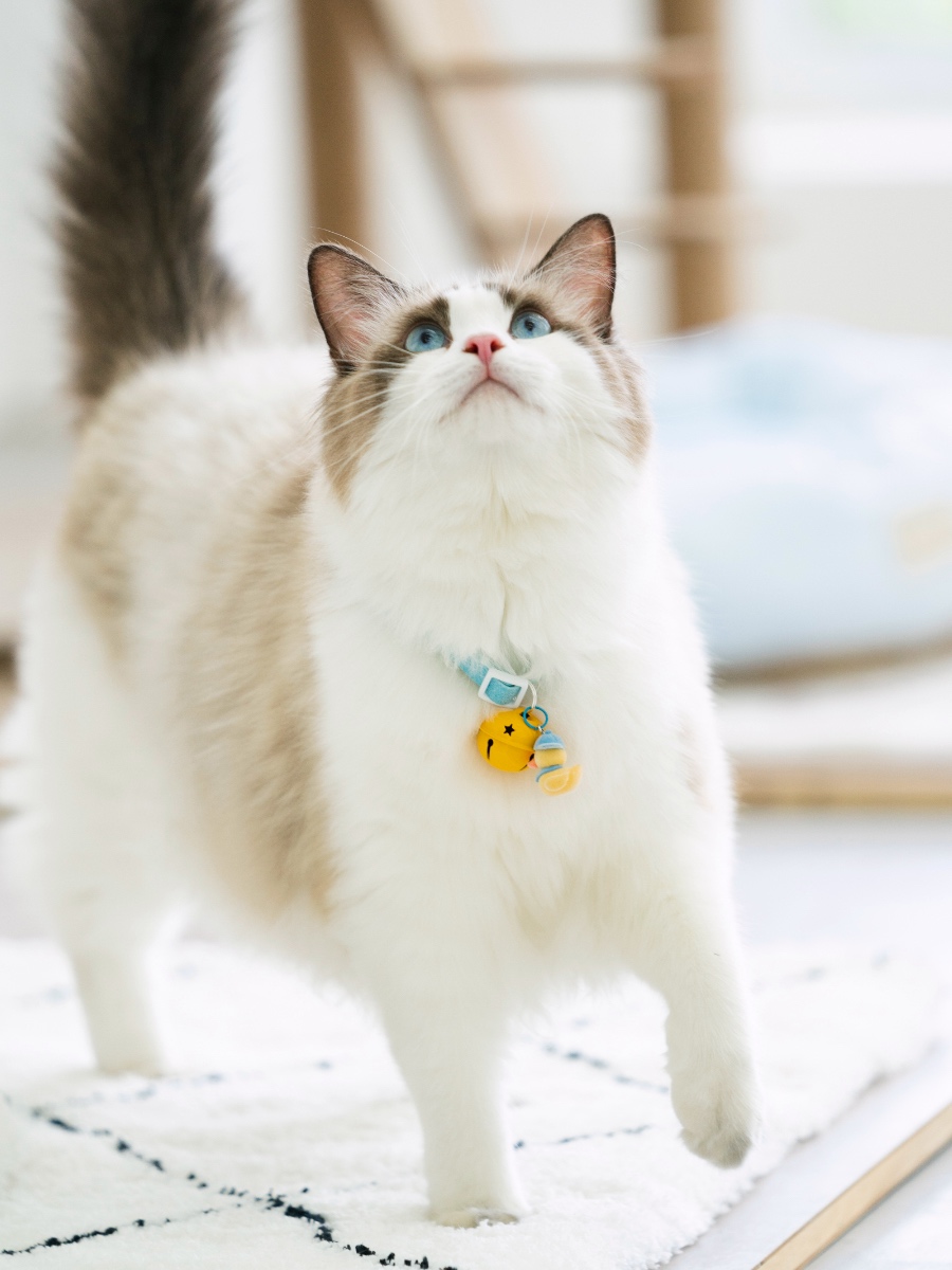 ペット用首輪 音色リンリン 猫の鈴付き首輪