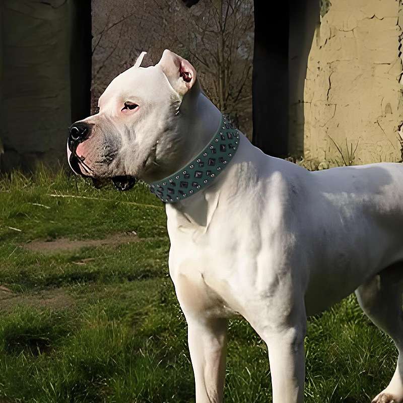 ペット用首輪  大型犬用スタッズ付き首輪