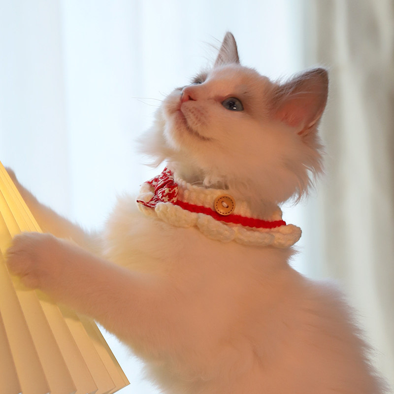 https://fulmo-img-server.com/poppuppy/fdd39e75-4547-4627-8497-443c807d79c0.jpg