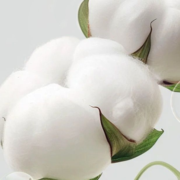 https://fulmo-img-server.com/purelybaby/1747637121781_9hkzdfbd_gdh3dv0j.jpeg