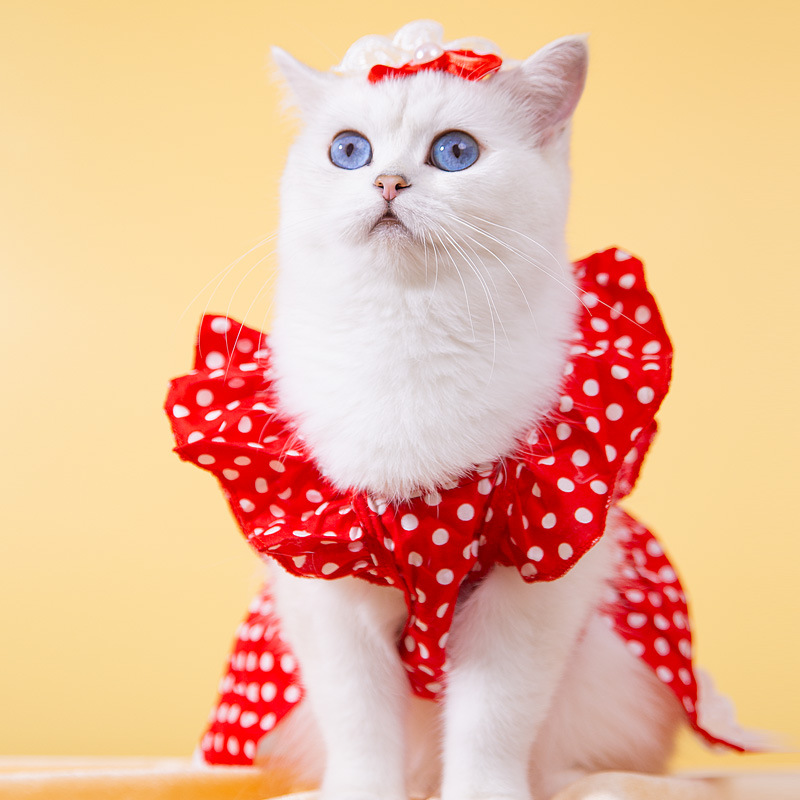 https://fulmo-img-server.com/redcloset/ad84684b-9ff1-40ba-b9c3-14d5c074870c.jpg