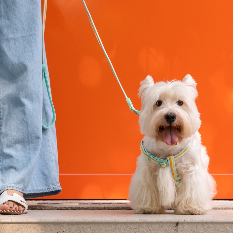 犬 ハーネス やさしい光沢感 ほっそり美人ハーネス