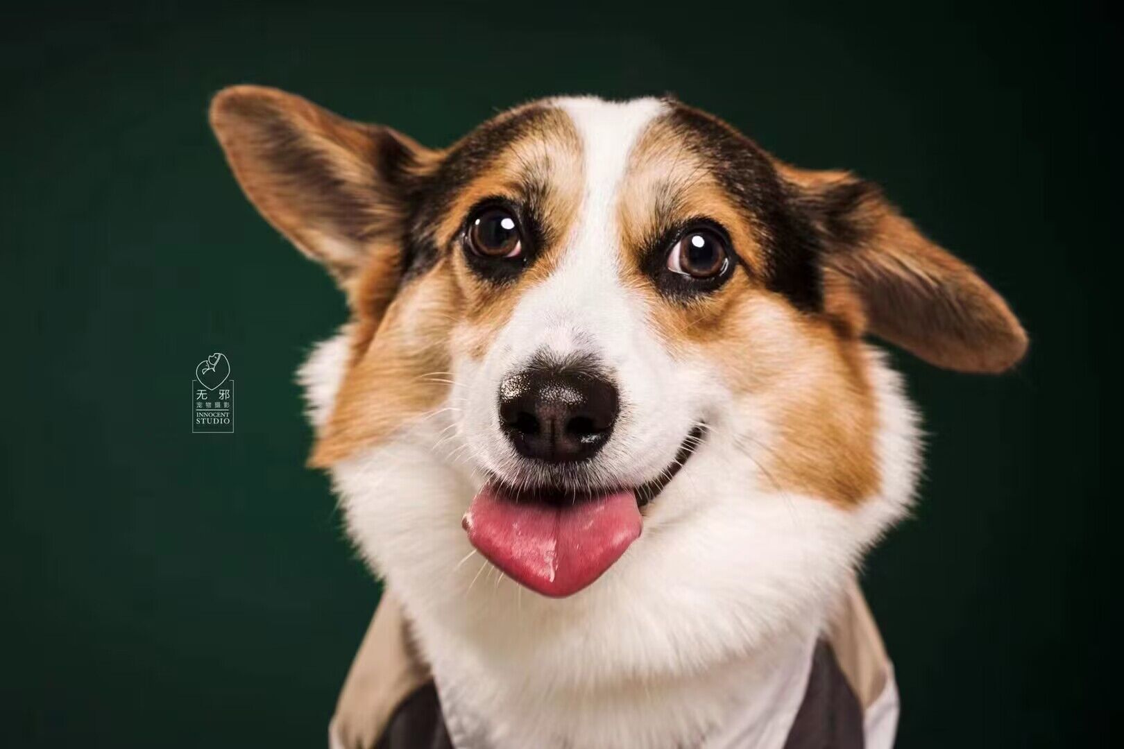 犬 ハーネス 安心快適 散歩コード