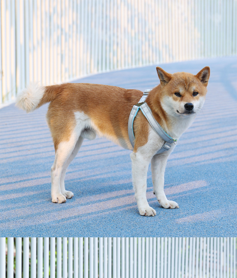 犬 ハーネス やわらか快適 シンプルメッシュハーネス