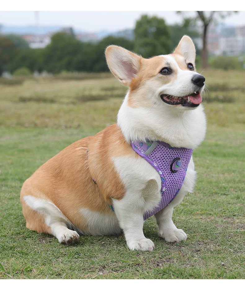 犬 ハーネス メッシュ素材の涼やか散歩ハーネス