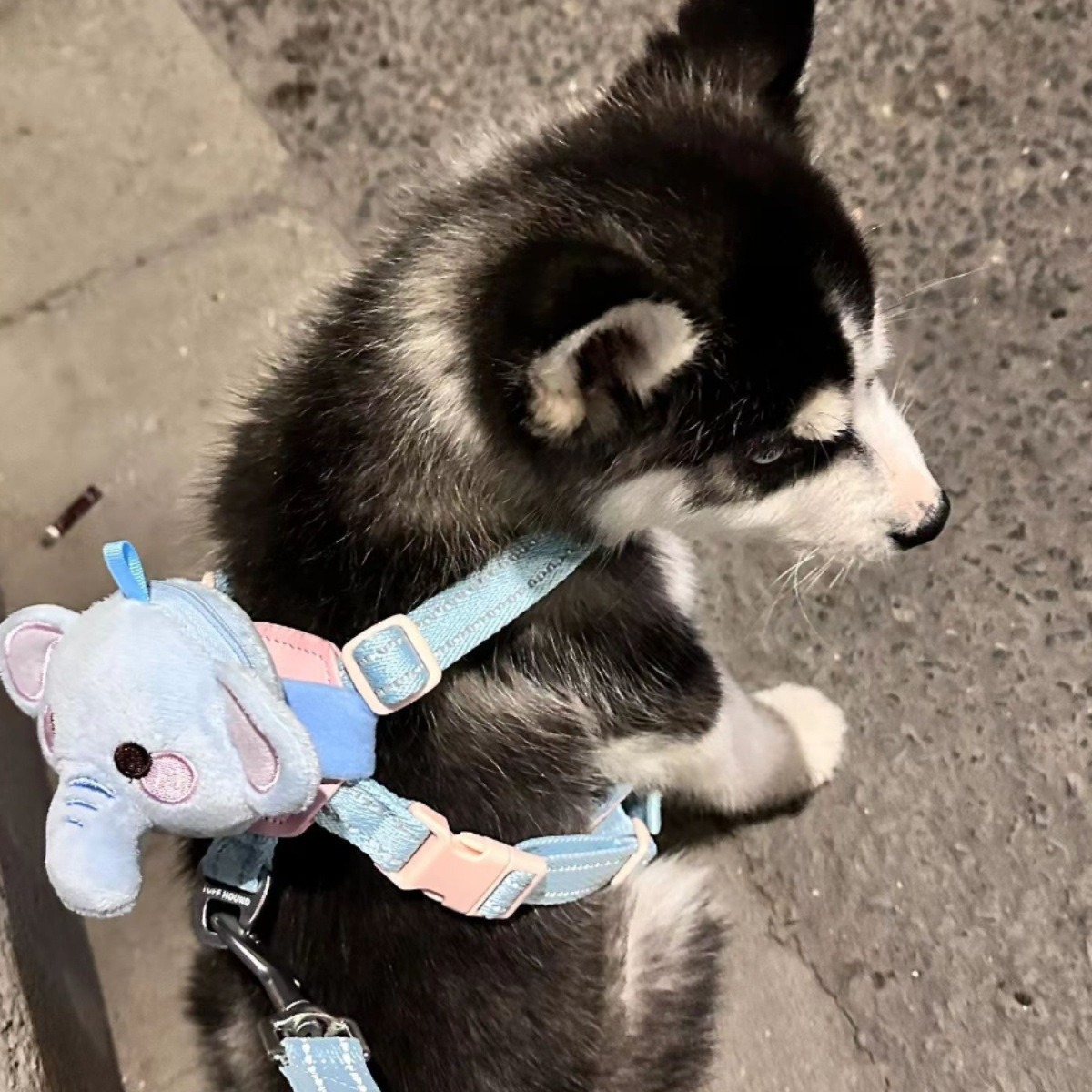 犬 ハーネス 生成エラーです
