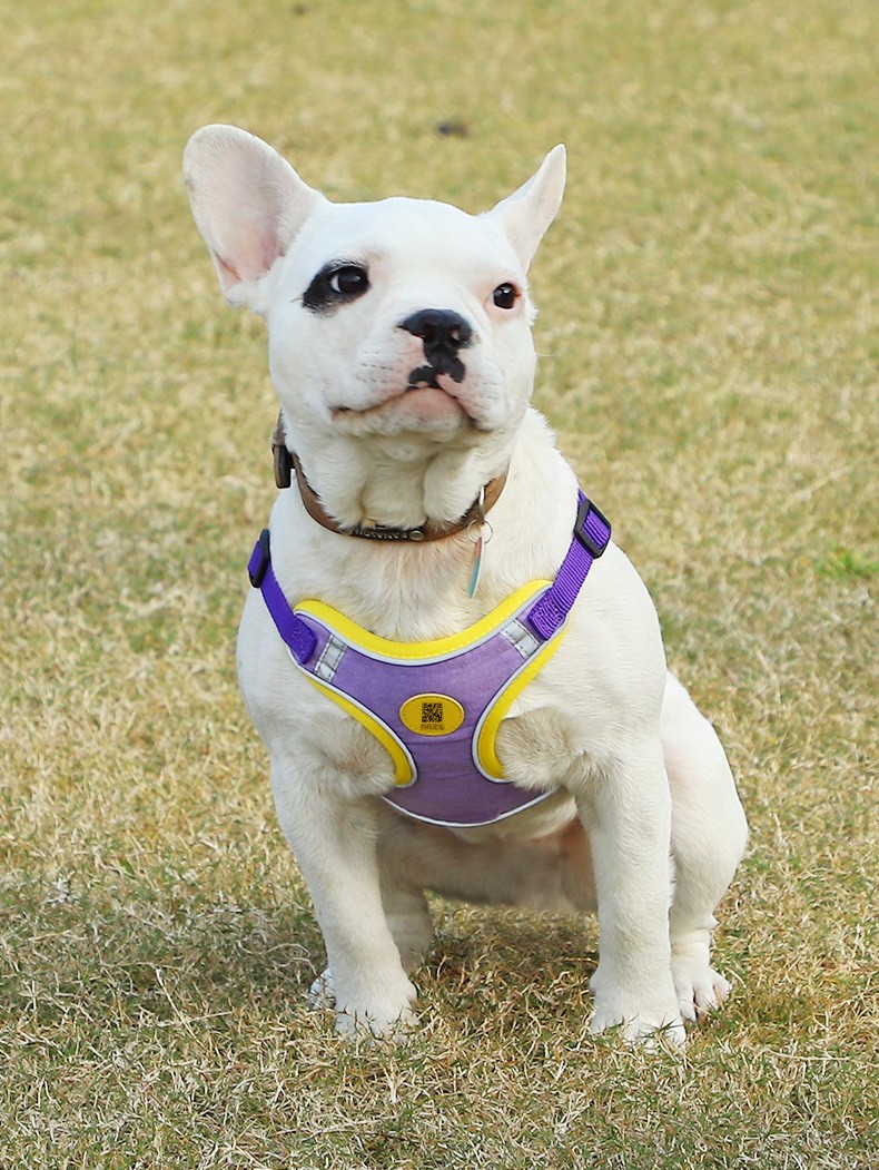 犬 ハーネス 小型犬用 やさしい肩当て快適ハーネス