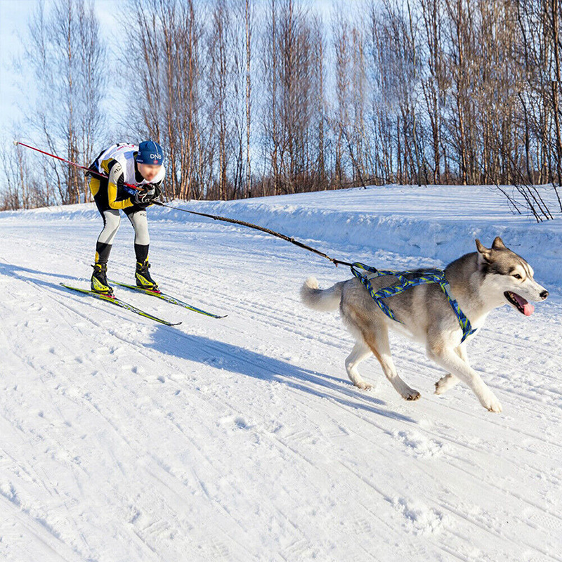犬 ハーネス 雪山ドッグスポーツハーネス