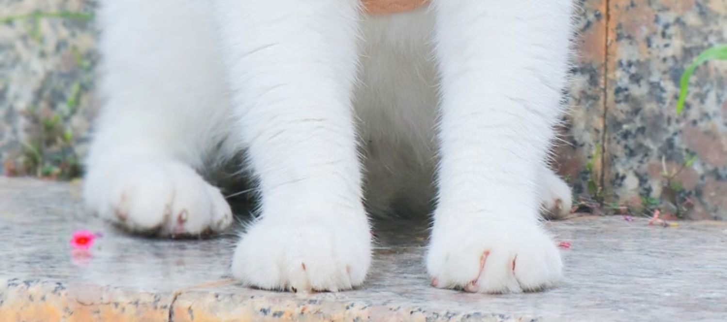 犬 ハーネス ふんわりレース花飾りハーネス