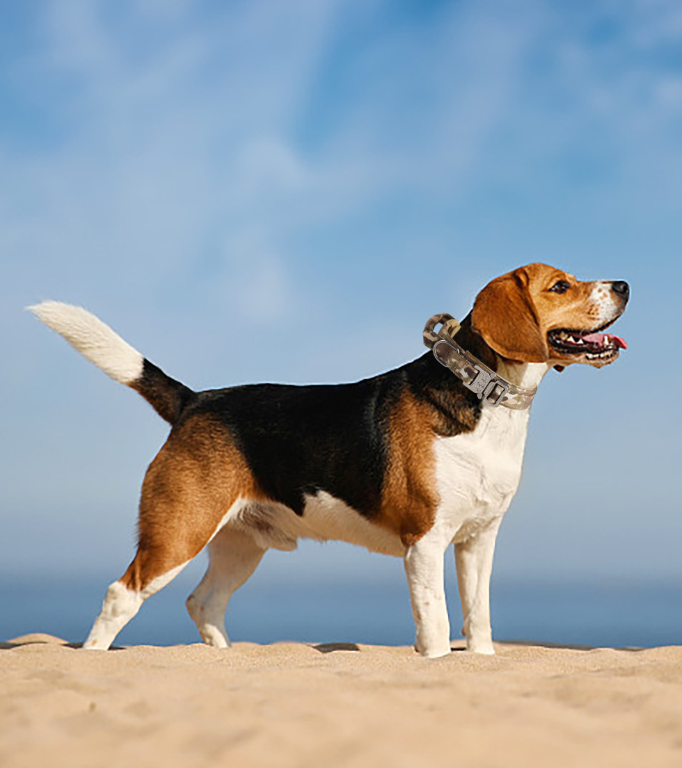 犬 ハーネス 柔らか革紐ハーネス
