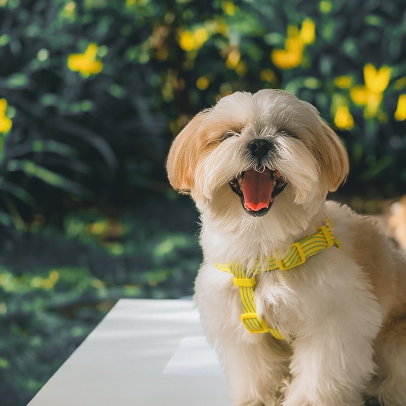 犬 ハーネス シンプル クロス ハーネス