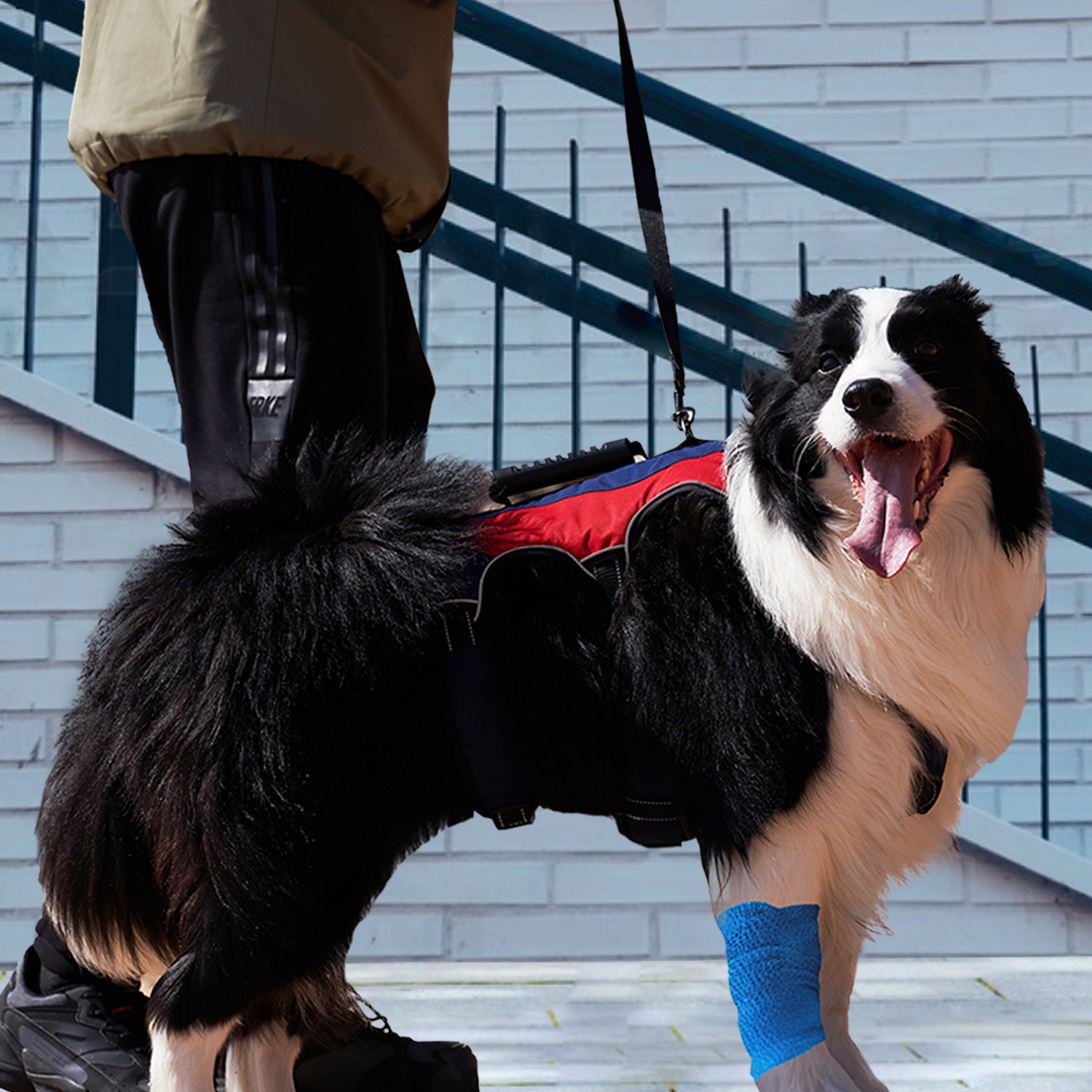 犬 ハーネス 全天候型サポートハーネス