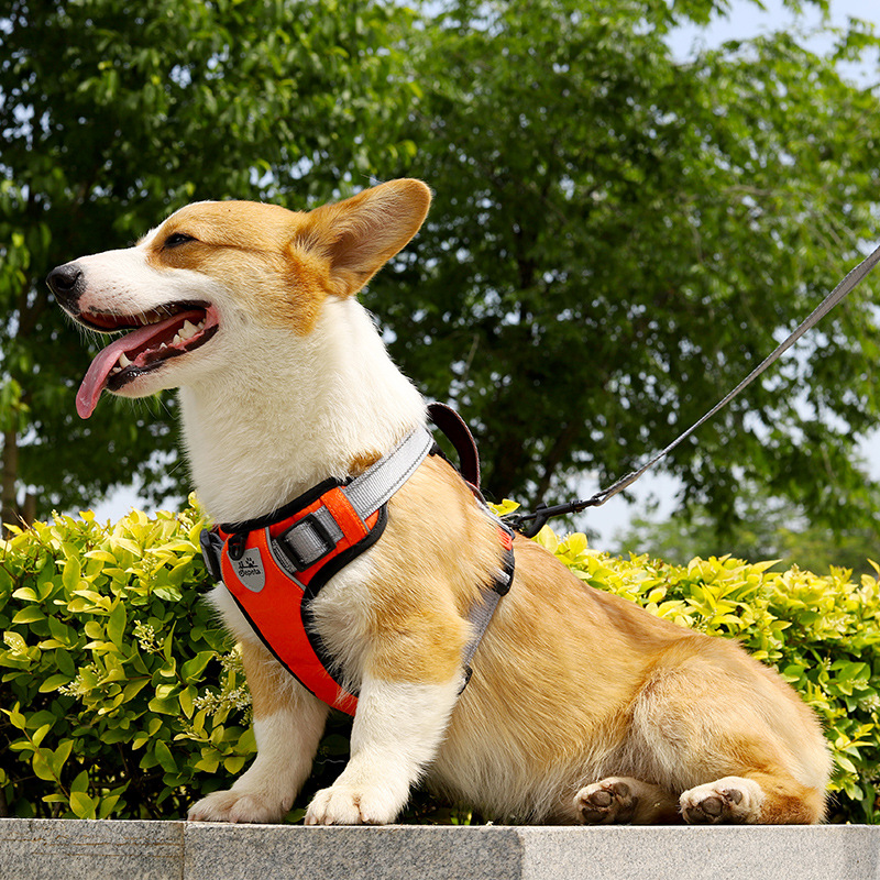 犬 ハーネス プレミアムフィット 安心ハーネス